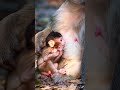 wild monkey and cute newborn life❣️❣️ short 05