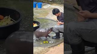 Moo Dung: The Sassies Hippo You’ll Ever Meet! #animals #cute #shorts