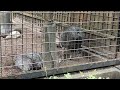 アイちゃん マイちゃんの様子をお届け 【‎2024年‎9月25日】【上野動物園】クビワペッカリー