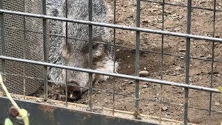 アイちゃん マイちゃんの様子をお届け 【‎2024年‎9月25日】【上野動物園】クビワペッカリー