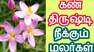 கண் திருஷ்டி | தீய சக்தி நீக்கும் மலர் மருந்துகள் | மலர் மருத்துவம்| Evil Eye | Flower Bank