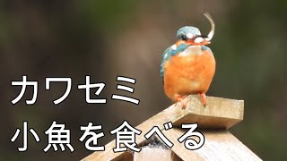 【4K 野鳥撮影 Wild birds】カワセミ　小魚を食べる　神奈川　谷戸山公園　鳥ちゃん　Nikon COOLPIX P1000