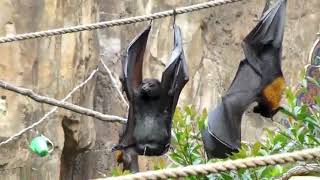 How a Bat pees | Chamkadar Kese peshab karta hai | bat pee