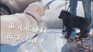 初めて会った犬嫌いのラブラドール先輩が面白かった【ラブラドールレトリバー子犬】