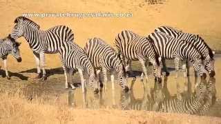 Zebra drinking at waterhole in Kruger