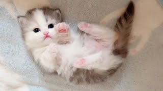 子猫たちの愛らしさがあなたの心を癒してくれます ♥