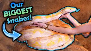 Meet our Biggest Snakes!