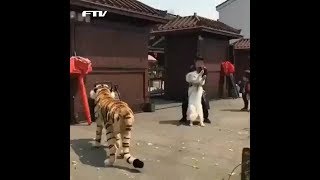 호랑이 인형 보고 기겁하는...덩치값 좀 해라 ㅋㅋㅋㅋ