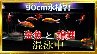 金魚錦鯉を90cm水槽混泳中⁈初心者にもおすすめです♪