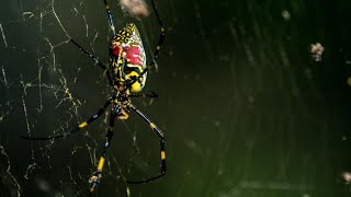 What to know about giant 'flying' venomous spiders