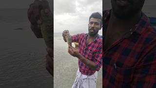 !!Save For Sea cucumber!!🌊கடல் அட்டை.. தமிழக அரசால் தடை செய்யப்பட்ட ஒன்று 😳😳😳..... #கடல்ராசா