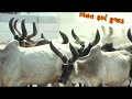 kankrej cow original breed લાલાભાઈ કુજાડ ની કાંકરેજ ગાયો best kankrej cow