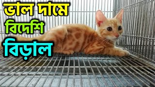 সঠিক দাম বিড়াল কিনুন | katabon Cat Price | Katabon Animal Market | Persian Cat price in BD | Cats