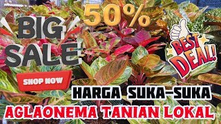 Big Promo Aglaonema Tanian Lokal Harganya Bikin Oleng,Yuk Merapat Jangan Sampai Kehabisan Eps 1246