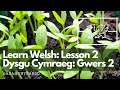 Learn Welsh in the garden lesson 2: Sowing Seeds / Dysgu Cymraeg yn yr ardd gwers 2: Hau Hadau