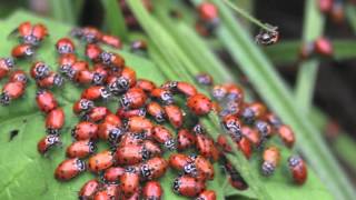 Ladybugs Hibernate