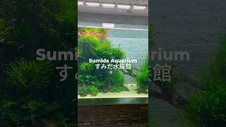 Sumida Aquarium すみだ水族館🪸