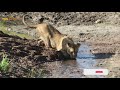 cubs playing on a riverbank masai mara wild extracts