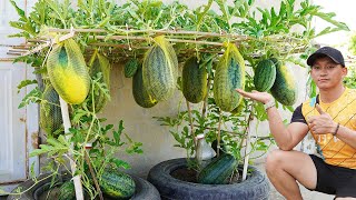 Grow Watermelons All Year Round With This Method! No Garden Needed! Big And Sweet Fruit!