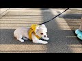 【ビビリチワワ】可愛すぎる子犬のほふく前進