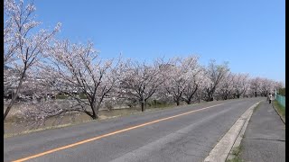 駅前第一公園と桜が咲く八幡川の土手　（広島市佐伯区　2020.3.30や4.6他）