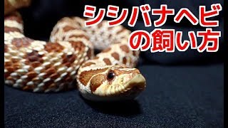 シシバナヘビの飼い方！