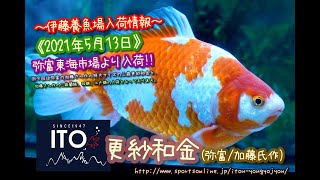 【伊藤養魚場入荷情報】2021年5月13日 弥富東海市場より入荷しました!!