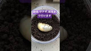 【閲覧注意】カブトムシの幼虫飼育！