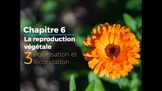 6.3 - La pollinisation et la fécondation