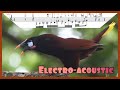 Montezuma Oropendola: Vocalization in Sheet Music