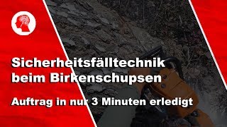 Sicherheitsfälltechnik bei einer 24 m Birke