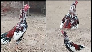 Cheena Aseel Murga my   home Aseel chicken breed  #aseelrooster #viral