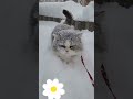 雪なんか平気だよ shorts cat かわいすぎる かわいい動物 かわいい猫 ねこ動画 ねこ