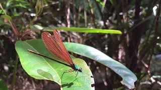 リュウキュウハグロトンボ　未成熟のオス♂とメス♀　Matrona basilaris japonica　沖縄の昆虫