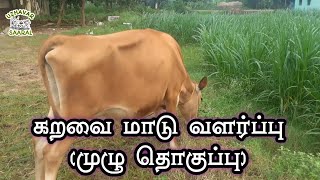 How to Raise cow/கறவை மாடு வளர்ப்பு with English Subtitles