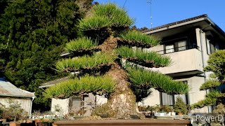 [Work of craftsmen] do not have this bonsai, is still complete.