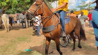 24/02/2025 Feira de cavalos em canafístula de Frei Damião. Alagoas. #nordeste - Brasil