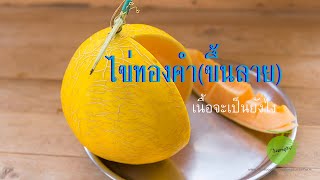 เมล่อน ไข่ทองคำ(ขึ้นลาย) เนื้อจะเป็นยังไง ตำหนิไหม?