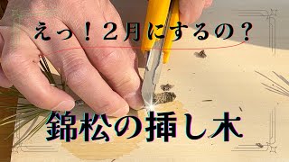 えっ！　２月にするの錦松も揷し木