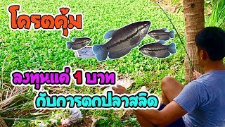 แทบช็อค กับวิธีตกปลาสลิด? จะเป็นยังไงมาดูกัน   Fishing