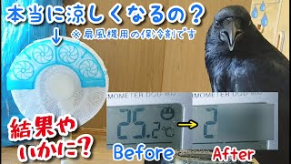 【検証】扇風機に保冷剤付けたら涼しくなるのか試したらカラスが○○に。 暑い猫\u0026姐御袋\u0026無視犬 20200517、カラス\u0026四つ足トリオ