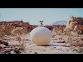 amazing cute meerkat with eagle fight। how does a meerkat save his life from the eagle in the desert