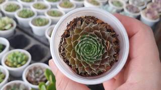 Đặc tính 50 loại Sen đá phổ biến tại Việt Nam | 50 types of succulent plants in Vietnam | Yeucay.vn