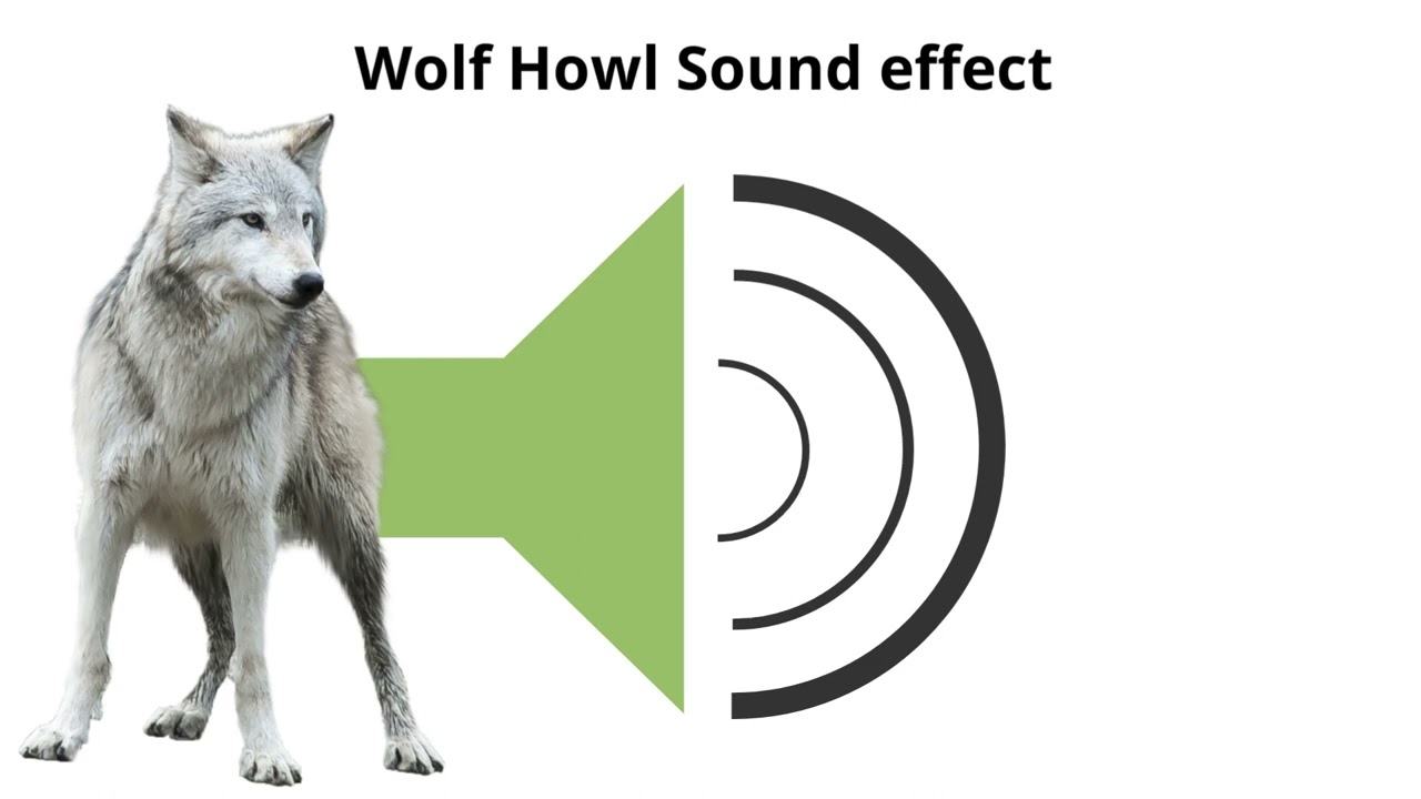Wolf Howl Sound Effect Youtube
