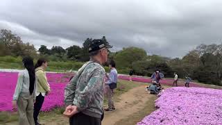 「千葉県」富田さとにわ耕園のネモフィラ・芝桜 2023/4/8 Nemophila and Shibazakura flower carpet