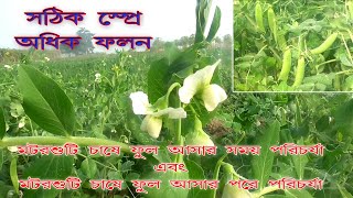 মটরশুঁটি চাষে ফুল আসার সময় এবং ফুল আসার পরে কিছু গুরুত্বপূর্ণ পরিচর্যা। মটরশুঁটির অধিক ফলন কিভাবে?