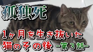 【孤独死】遺体と1ヶ月～生き抜いた猫の今～ ③：７３１