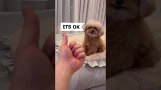 Dogs React On Middle Finger! #dog #doglover #funny