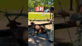 注射される鹿さん(麻酔)💉角切りの為🦌奈良公園