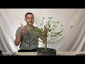 premna microphylla bonsai styling auction 18 at the bonsai supply